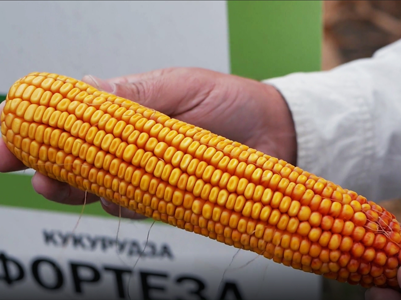 Кукурудза Фортеза